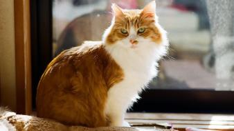 Cats green eyes fluffy tabby wallpaper