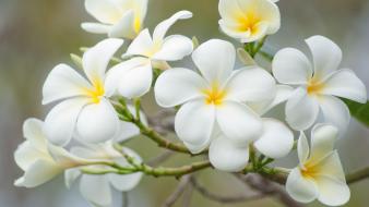 Flowers white plumeria wallpaper