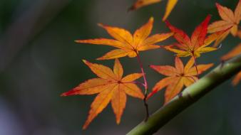 Japan nature leaves wallpaper
