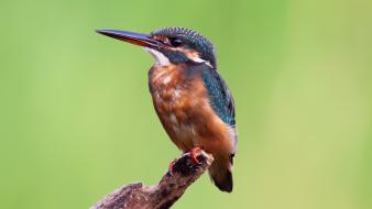 Kingfisher birds wallpaper