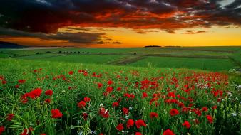 Landscapes flowers anemones (flower) skies