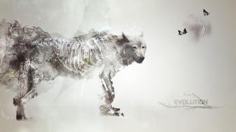 Light evolution artwork speedart wolves wallpaper