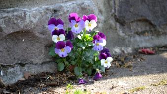 Minimalistic flowers pansies wallpaper