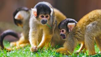 Nature animals monkeys wallpaper