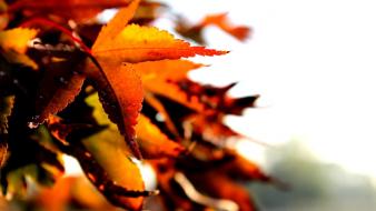 Nature autumn (season) leaves depth of field wallpaper