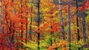 Nature colors new hampshire wallpaper