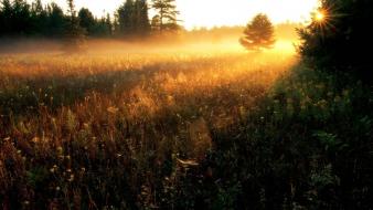 Nature gold wallpaper
