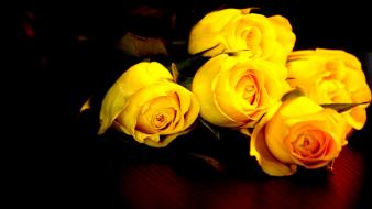 Nature roses yellow rose wallpaper