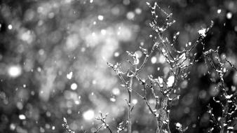 Nature snow plants grayscale bokeh wallpaper