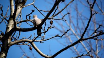 Nature trees birds pigeons branches blue skies wallpaper