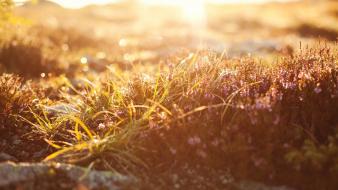 Grass sunlight depth of field wallpaper