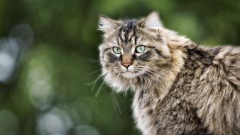 Green cats animals eyes wallpaper