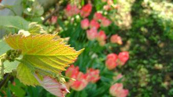 Green landscapes nature flowers pink tulips macro vines wallpaper