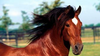Horses andalusian wallpaper