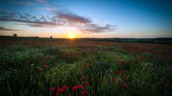 Landscapes sun meadow wallpaper