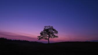 Landscapes trees wallpaper