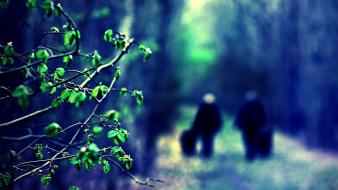 Leaves path depth of field blurred background wallpaper