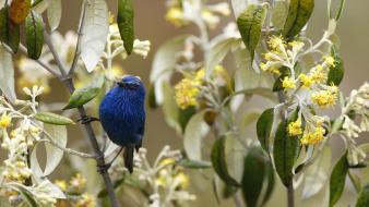 Leaves yellow flowers tanagers birds wallpaper