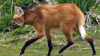 Maned wolf chrysocyon brachyurus wallpaper