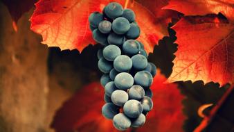 Nature fruits leaves grapes wallpaper
