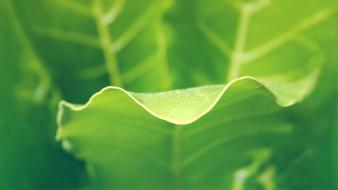 Nature leaves plants macro wallpaper