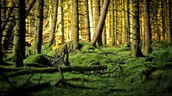 Nature trees forest woodlands wallpaper