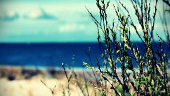 Plants depth of field blurred background sea wallpaper