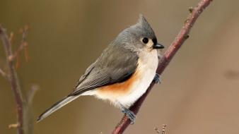 Tufted titmouse twig birds wallpaper