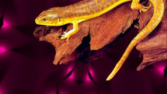 Yellow wall golden skink simple wallpaper