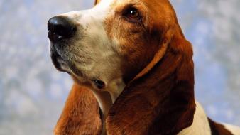 Animals dogs basset hound wallpaper