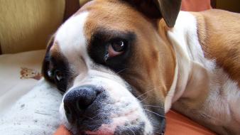 Animals dogs boxer dog wallpaper
