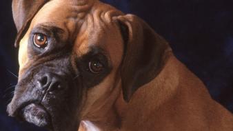 Animals dogs boxer dog wallpaper