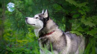 Animals dogs bubbles wallpaper
