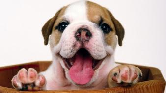 Animals dogs bulldog wallpaper