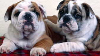 Animals dogs bulldog wallpaper