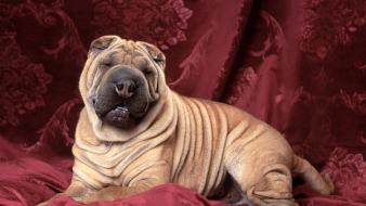 Animals dogs cloths chinese sharpei wallpaper