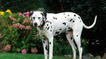 Animals dogs dalmatians wallpaper