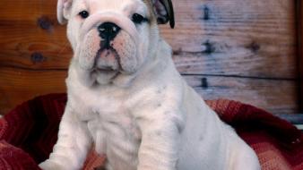 Animals dogs english bulldog wallpaper