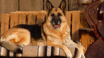 Animals dogs german shepherd