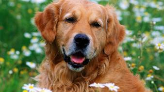 Animals dogs golden retriever daisies wallpaper