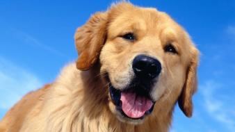 Animals dogs golden retriever wallpaper