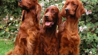 Animals dogs irish setter wallpaper