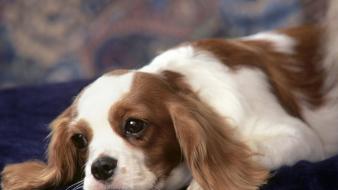 Animals dogs king charles spaniel wallpaper