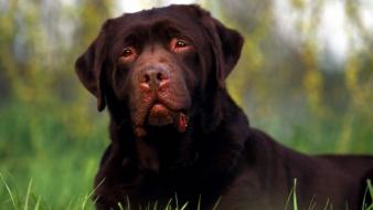 Animals dogs labrador retriever