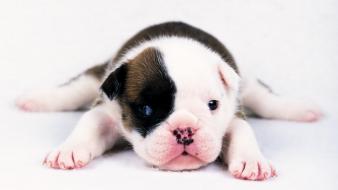Animals dogs puppies bulldog