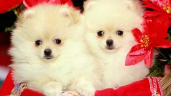 Animals dogs puppies pomeranian