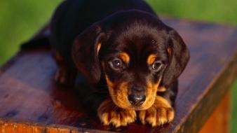 Animals dogs puppies rottweiler wallpaper