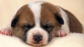 Animals dogs puppies sleeping wallpaper