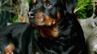 Animals dogs rottweiler wallpaper
