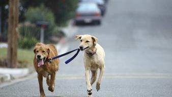 Animals dogs wallpaper